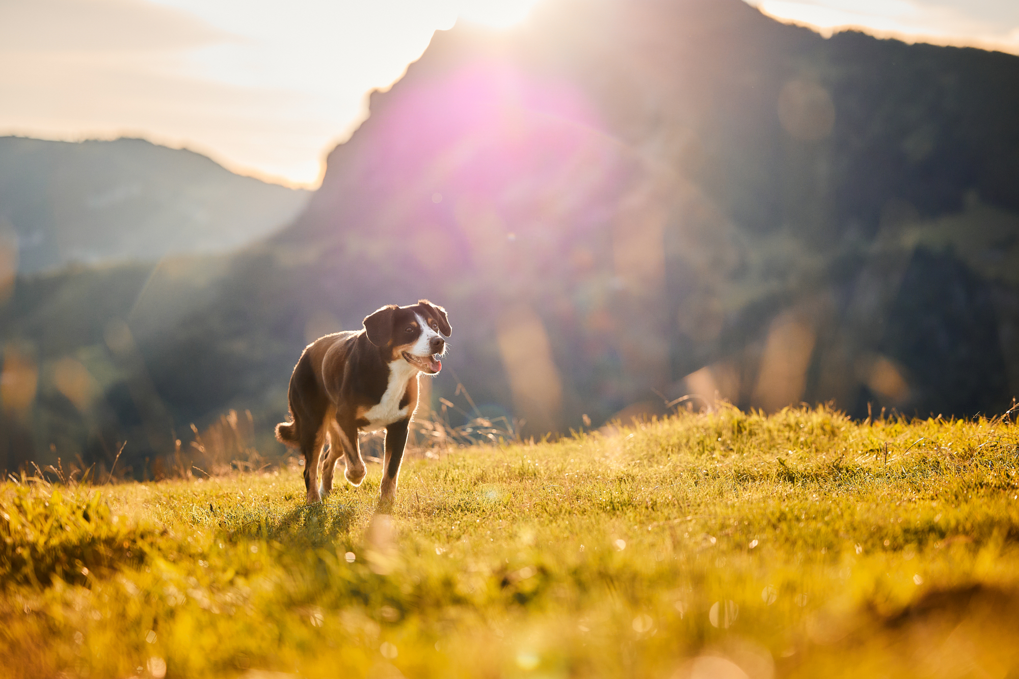 Entlebucher Sennenhund bei einem Fotoshooting in Entlebuch in der Schweiz im Sonnenaufgang, professionelles Hunde-Fotoshooting in der Natur