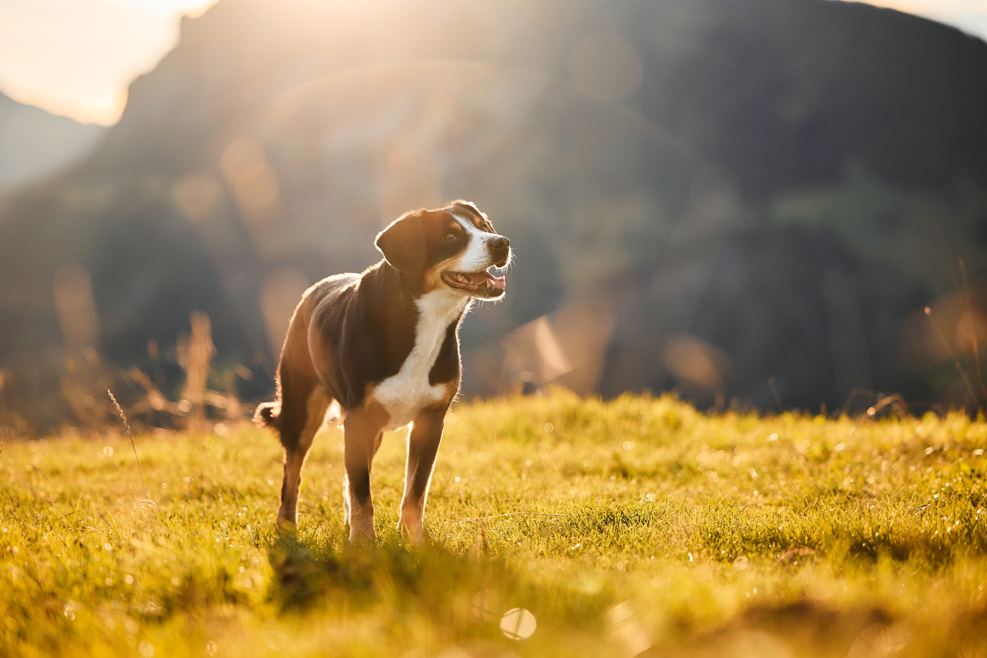 Entlebucher Sennenhund bei einem Fotoshooting in Entlebuch in der Schweiz im Sonnenaufgang, professionelles Hunde-Fotoshooting in der Natur