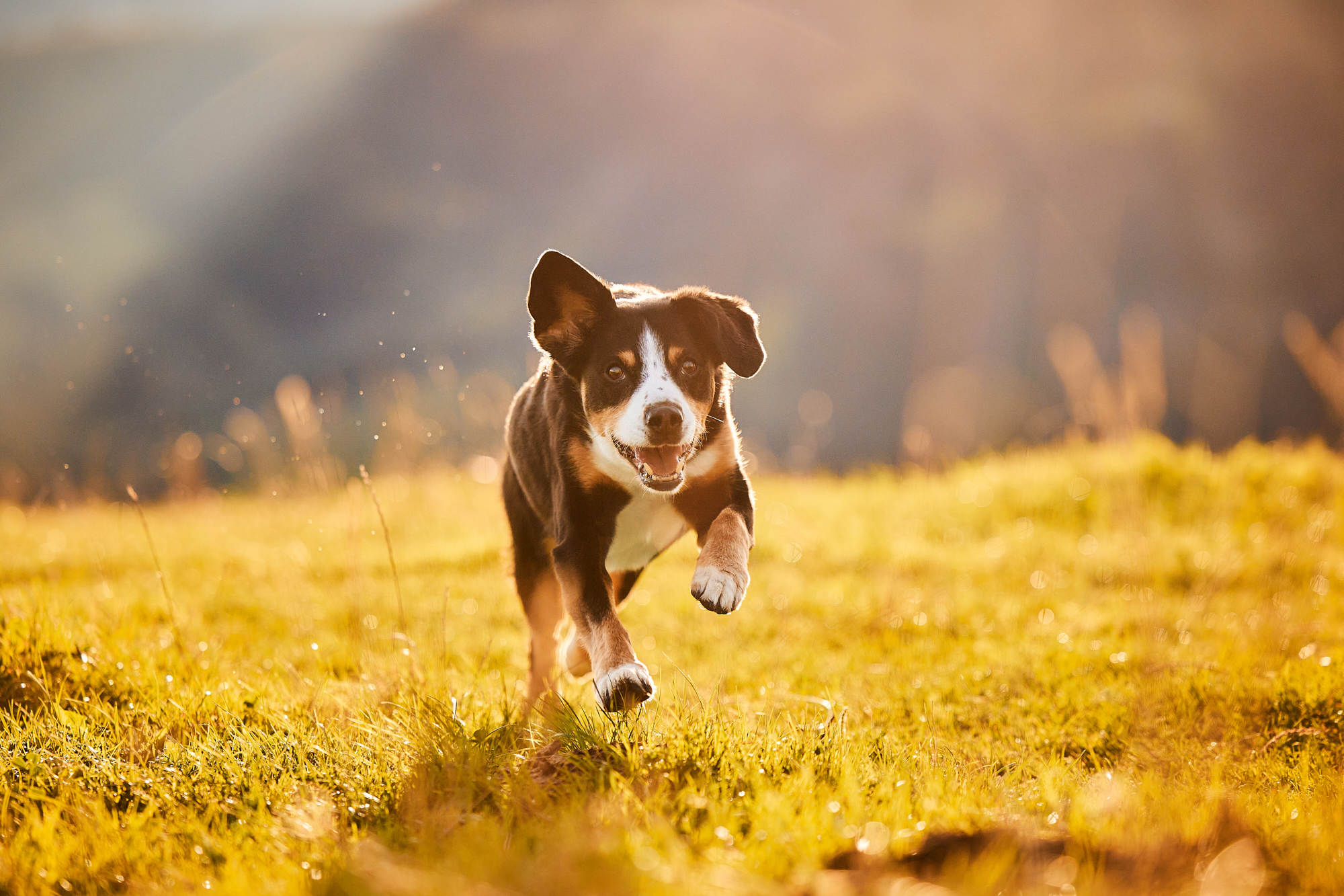 Entlebucher Sennenhund bei einem Fotoshooting in Entlebuch in der Schweiz im Sonnenaufgang, professionelles Hunde-Fotoshooting in der Natur