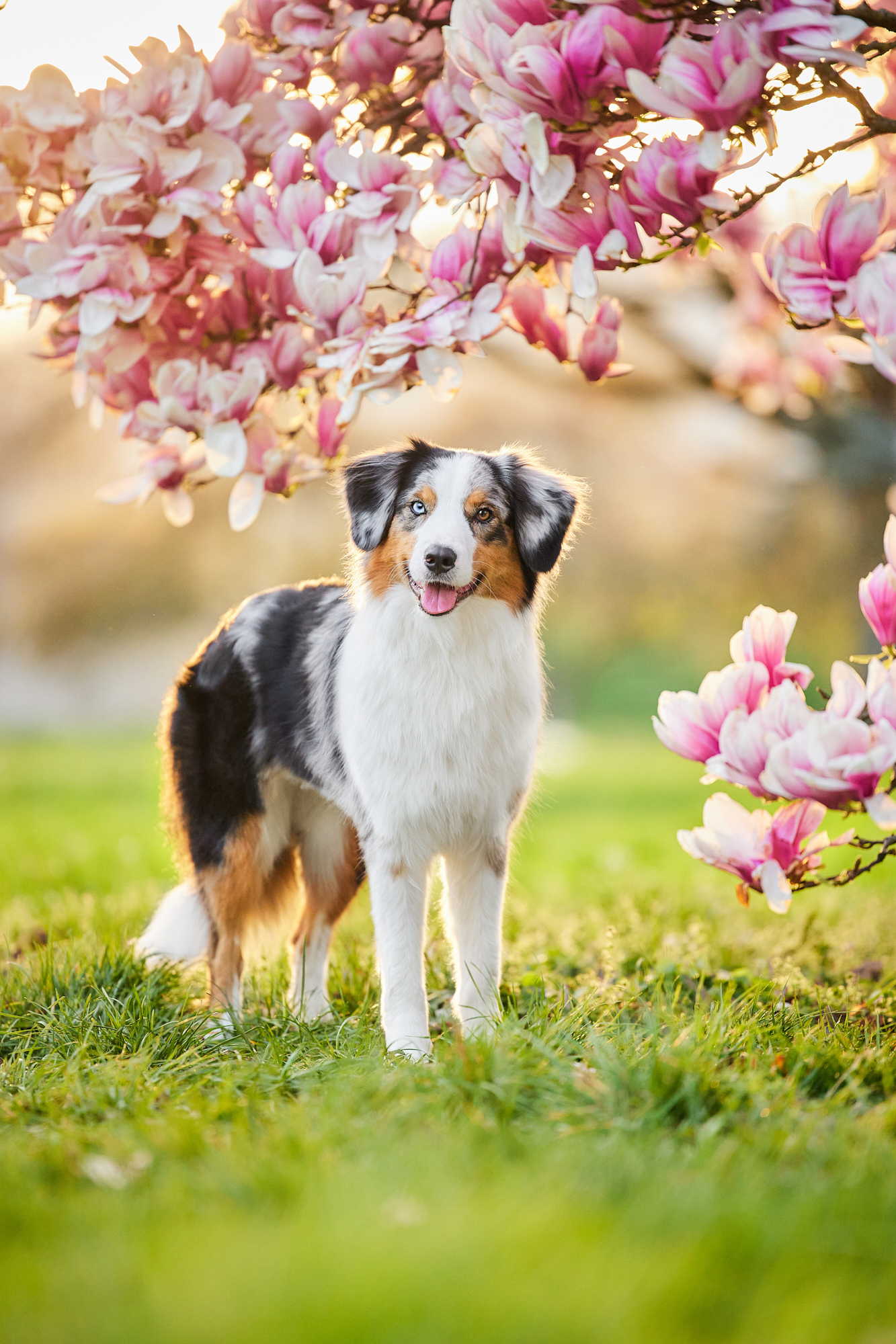 027-Raphaela-Schiller-Hundefotografie-Fotoshooting-mit-Hund-Schwarzwald-Loerrach-Basel-Zuerich-Freiburg