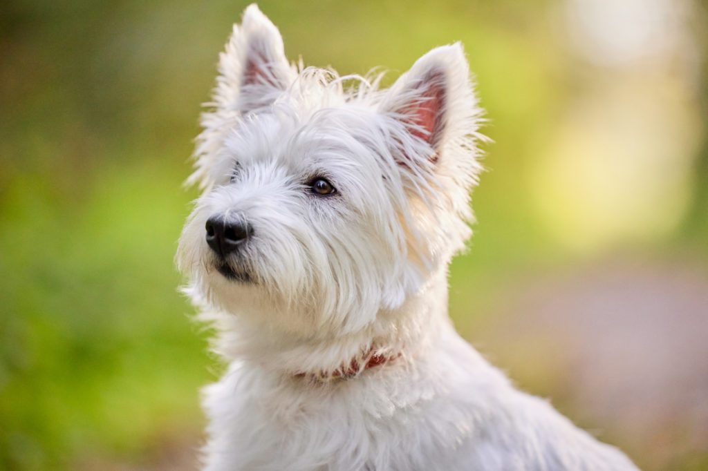 West Highland Terrier Hündin im Wald bei Basel im Herbst