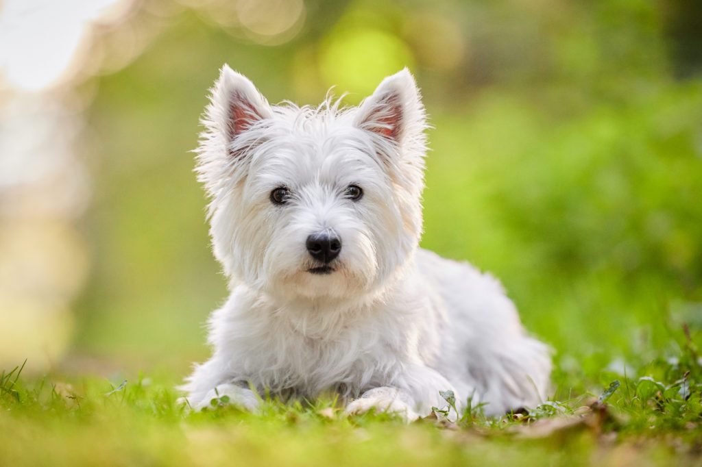 West Highland Terrier Hündin im Wald bei Basel im Herbst