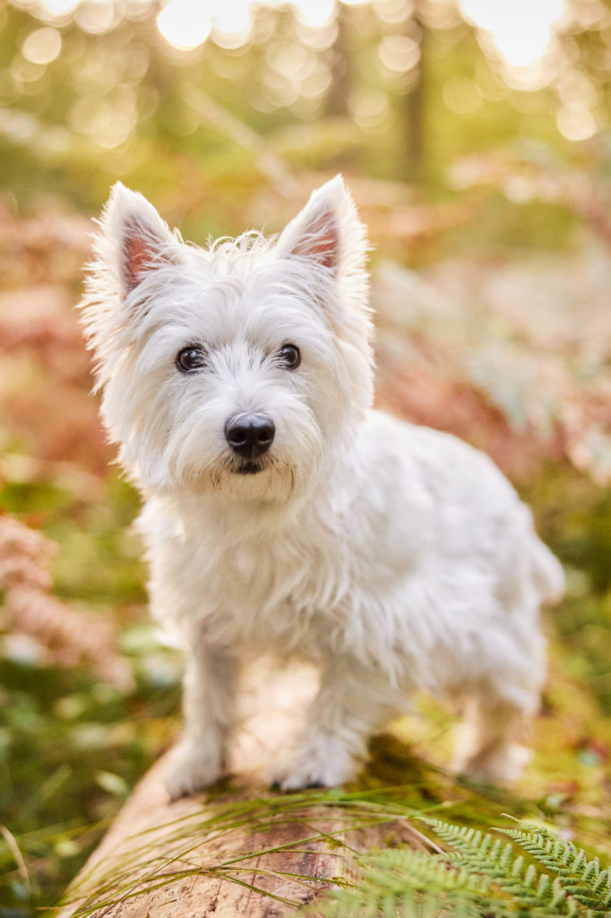 West Highland Terrier Hündin im Wald bei Basel im Herbst