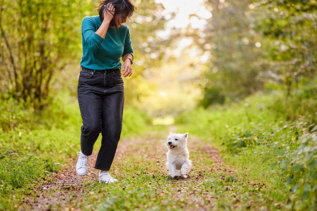 West Highland Terrier Hündin mit ihrer Hundebesitzerin im Wald bei Basel im Herbst