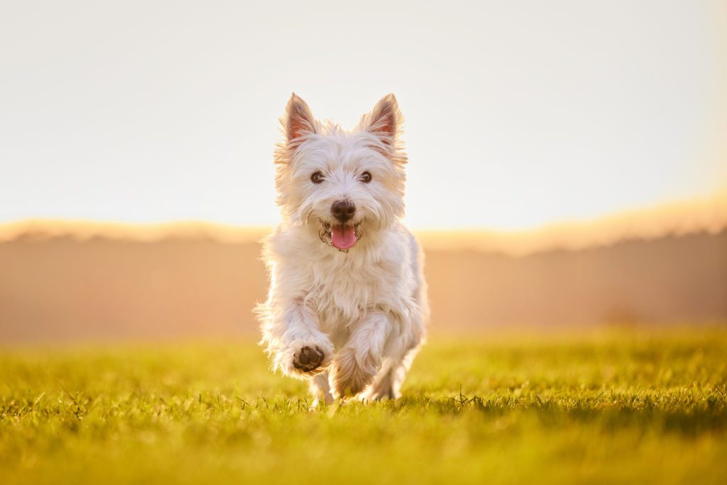 West Highland Terrier Hündin mit ihrer Hundebesitzerin auf einem Kiesweg bei Basel im Herbst