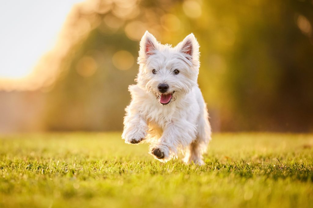 West Highland Terrier Hündin mit ihrer Hundebesitzerin auf einem Kiesweg bei Basel im Herbst