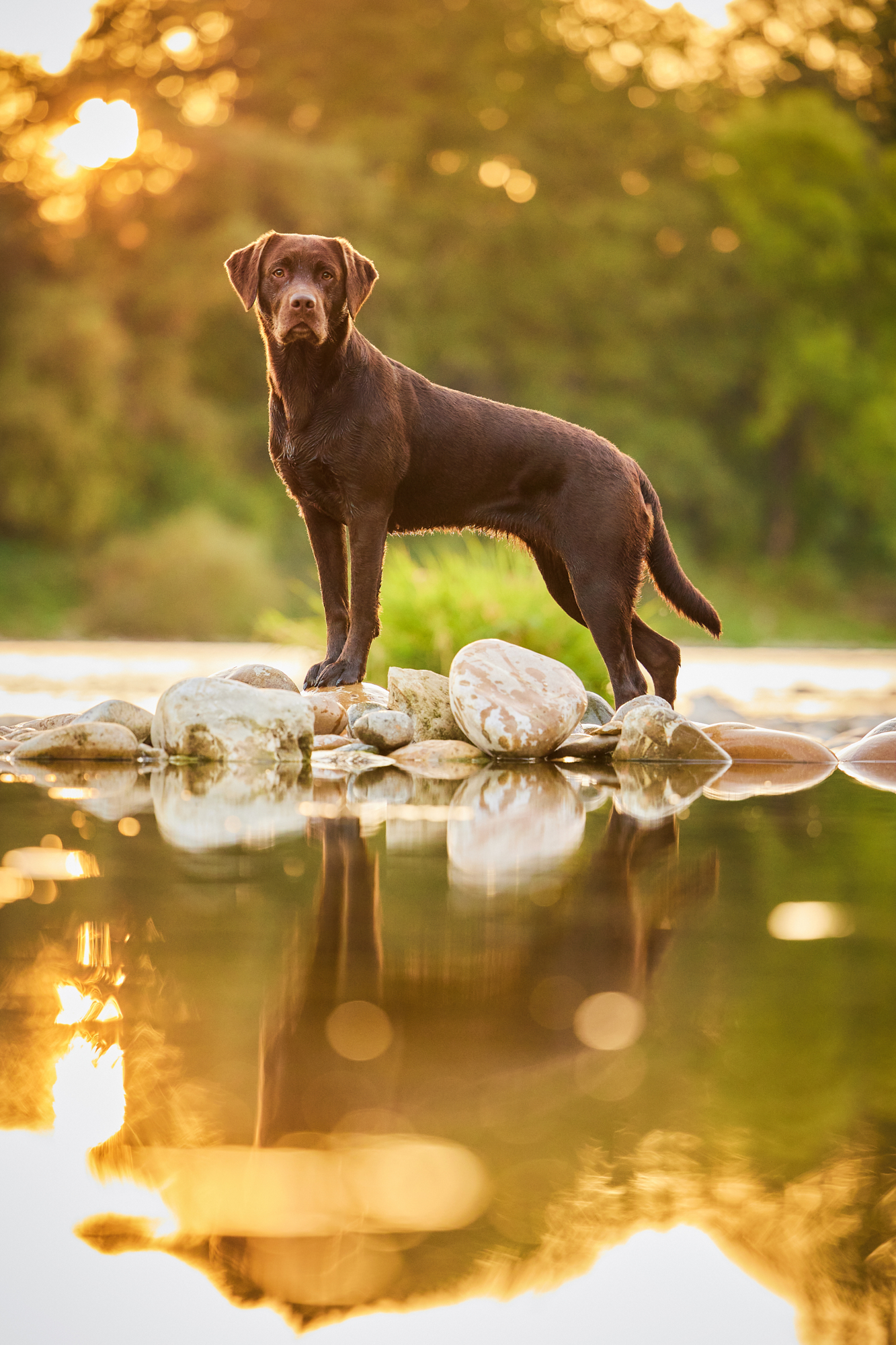 017-Raphaela-Schiller-Hundefotografie-Fotoshooting-mit-Hund-Schwarzwald-Loerrach-Basel-Zuerich-Freiburg-Labrador-Rhein