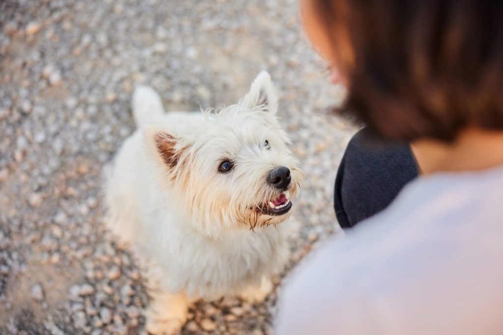 West Highland Terrier Hündin mit ihrer Hundebesitzerin auf einem Kiesweg bei Basel im Herbst