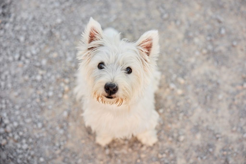 West Highland Terrier auf einem Kiesweg bei Basel im Herbst