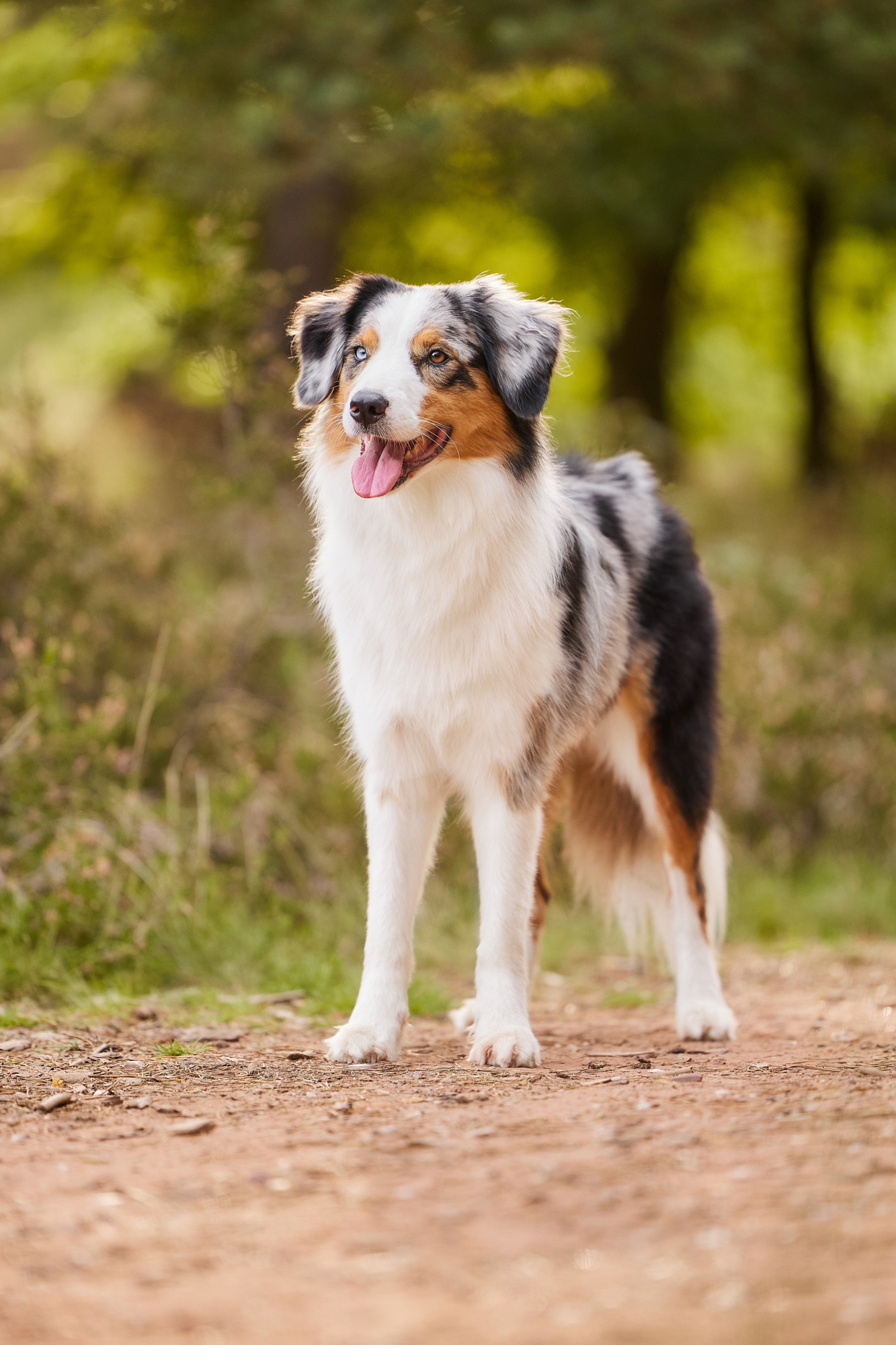 Ein Australian Shepherd in der blühenden Mehlinger Heide
