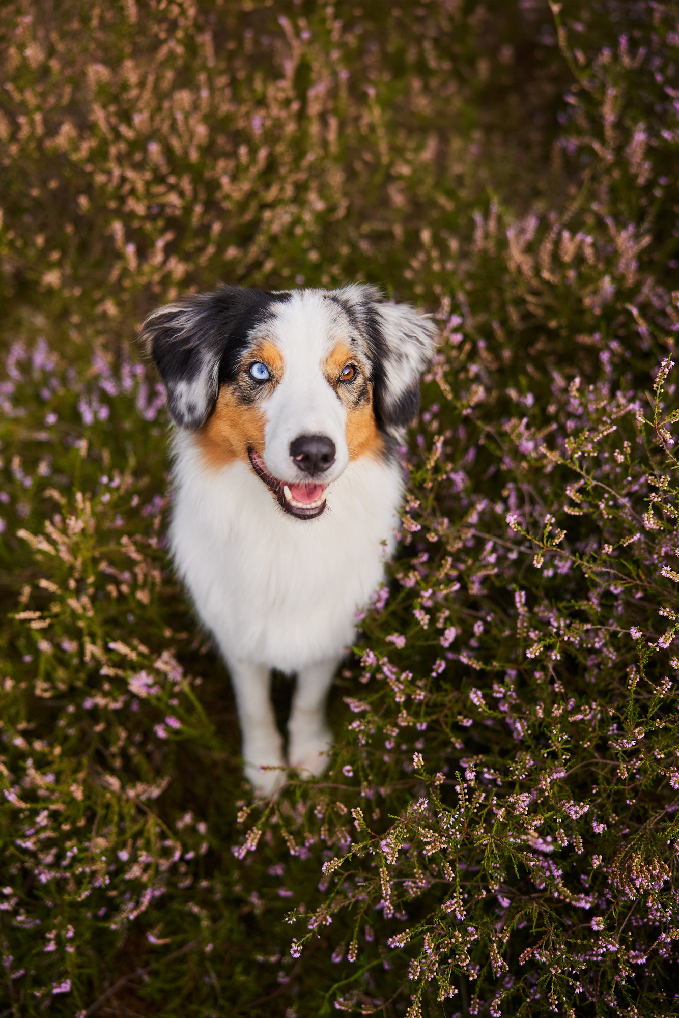Ein Australian Shepherd in der blühenden Mehlinger Heide