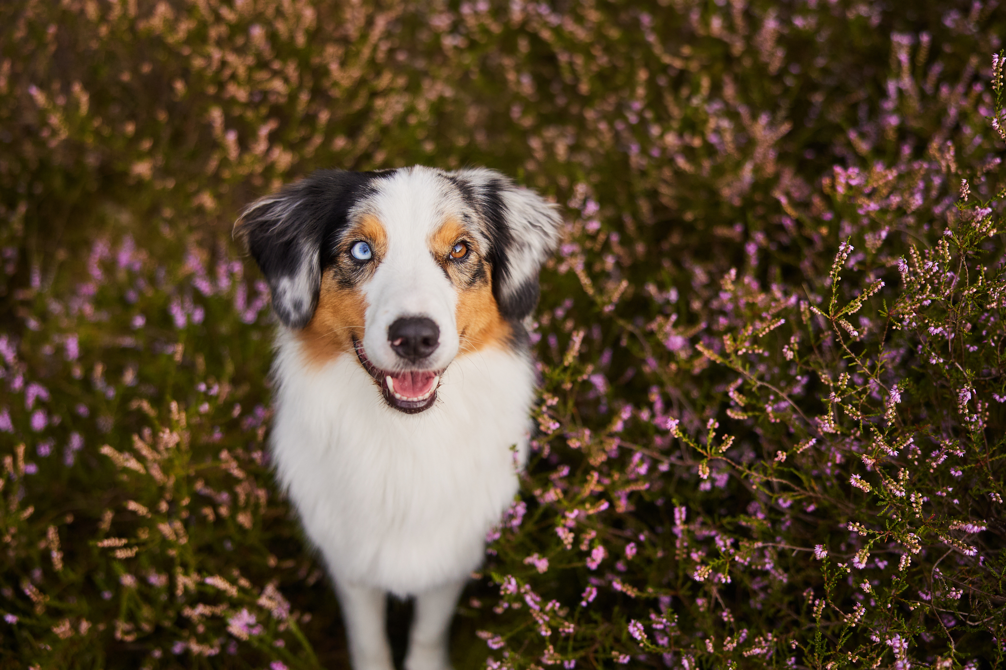 Ein Australian Shepherd in der blühenden Mehlinger Heide