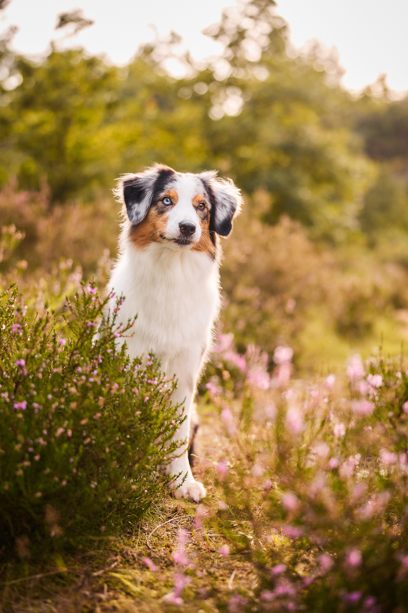 Ein Australian Shepherd in der blühenden Mehlinger Heide