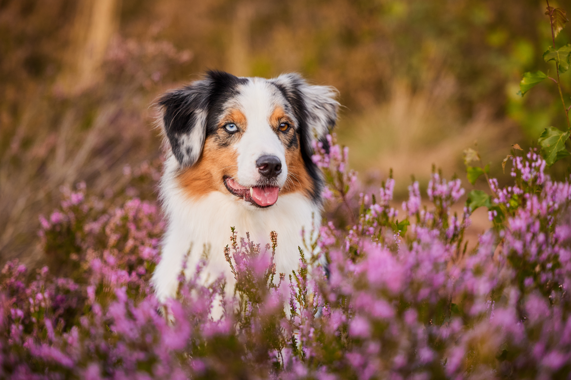 Mehr über den Artikel erfahren Professionelle Hundefotos in der Heide mit Australian Shepherd Jona