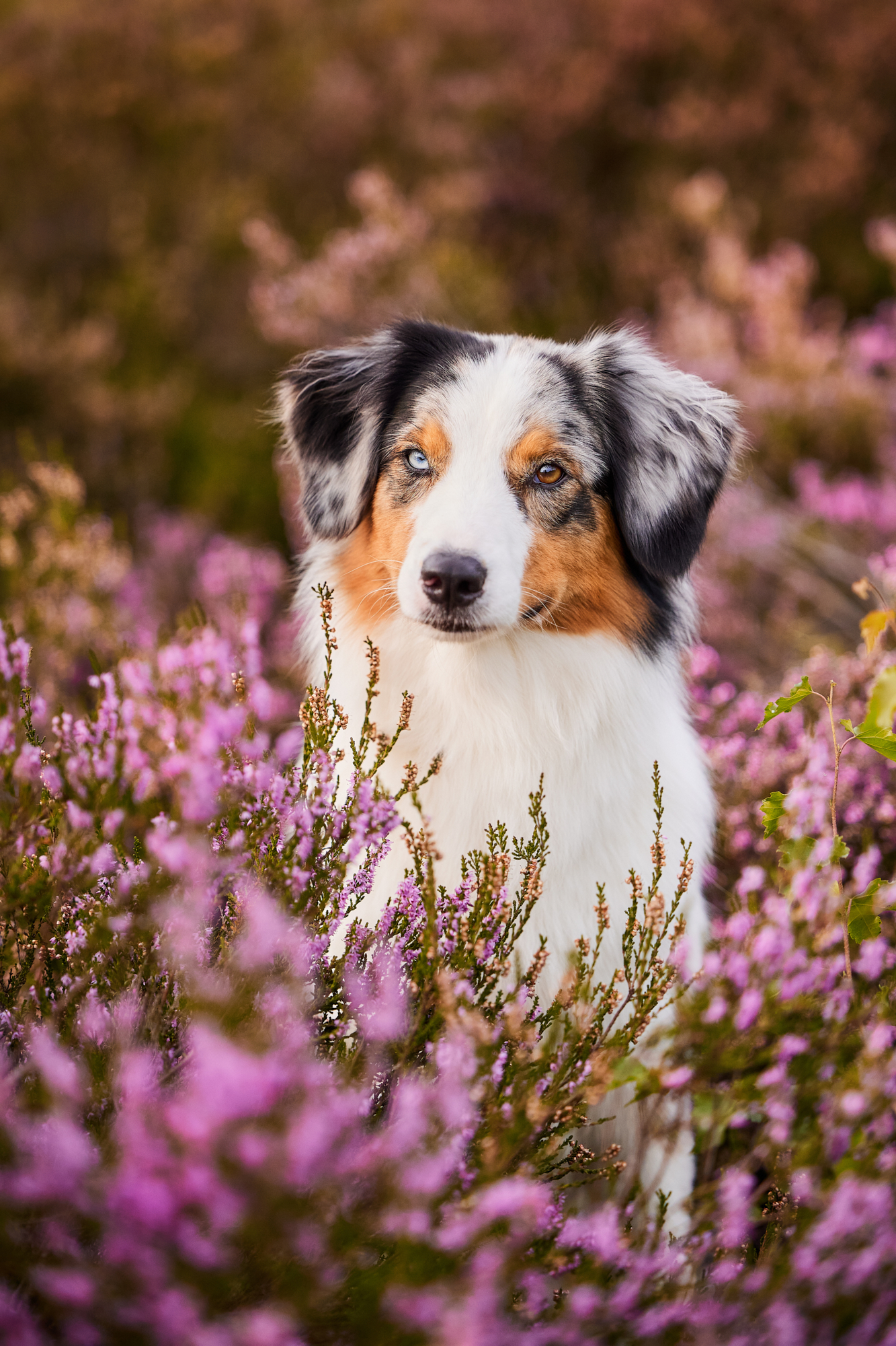 Ein Australian Shepherd in der blühenden Mehlinger Heide