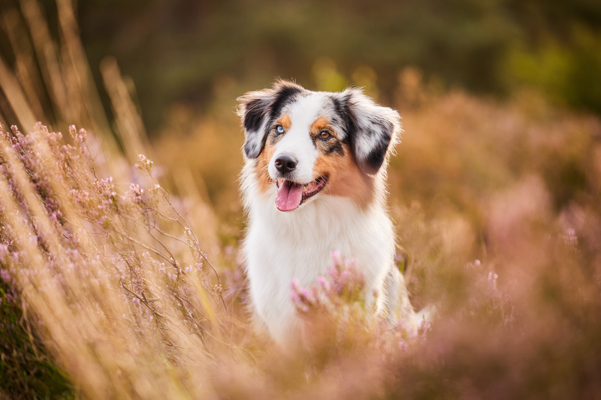 Ein Australian Shepherd in der blühenden Mehlinger Heide
