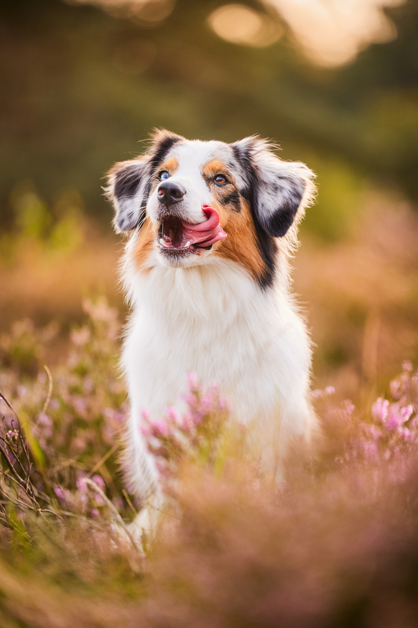 Ein Australian Shepherd in der blühenden Mehlinger Heide