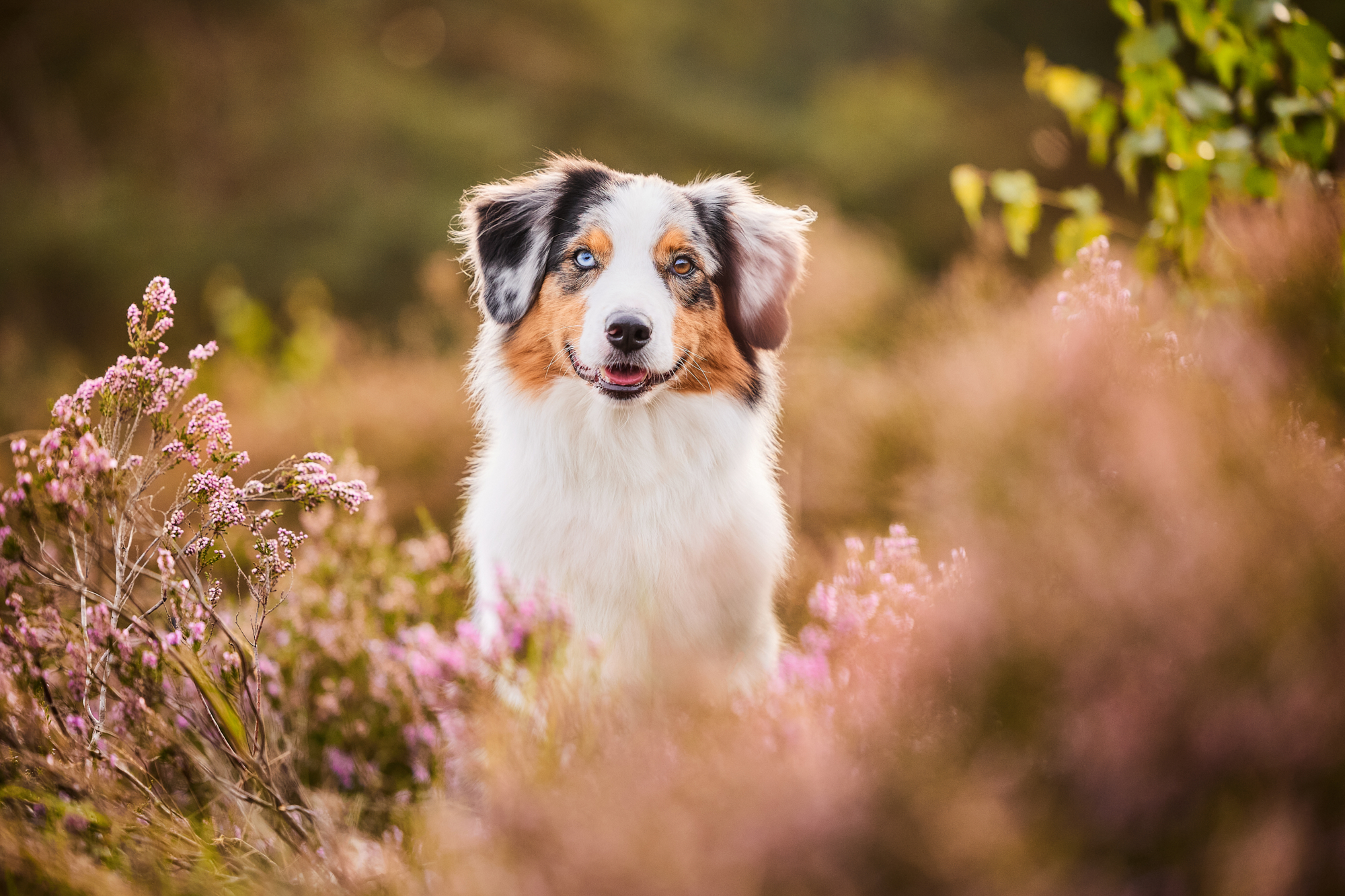 Ein Australian Shepherd in der blühenden Mehlinger Heide