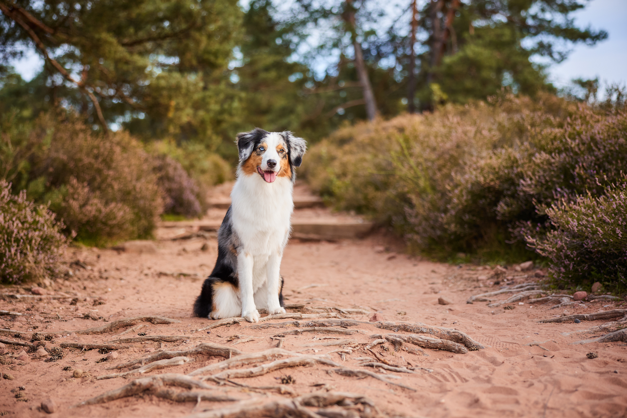 Ein Australian Shepherd in der blühenden Mehlinger Heide