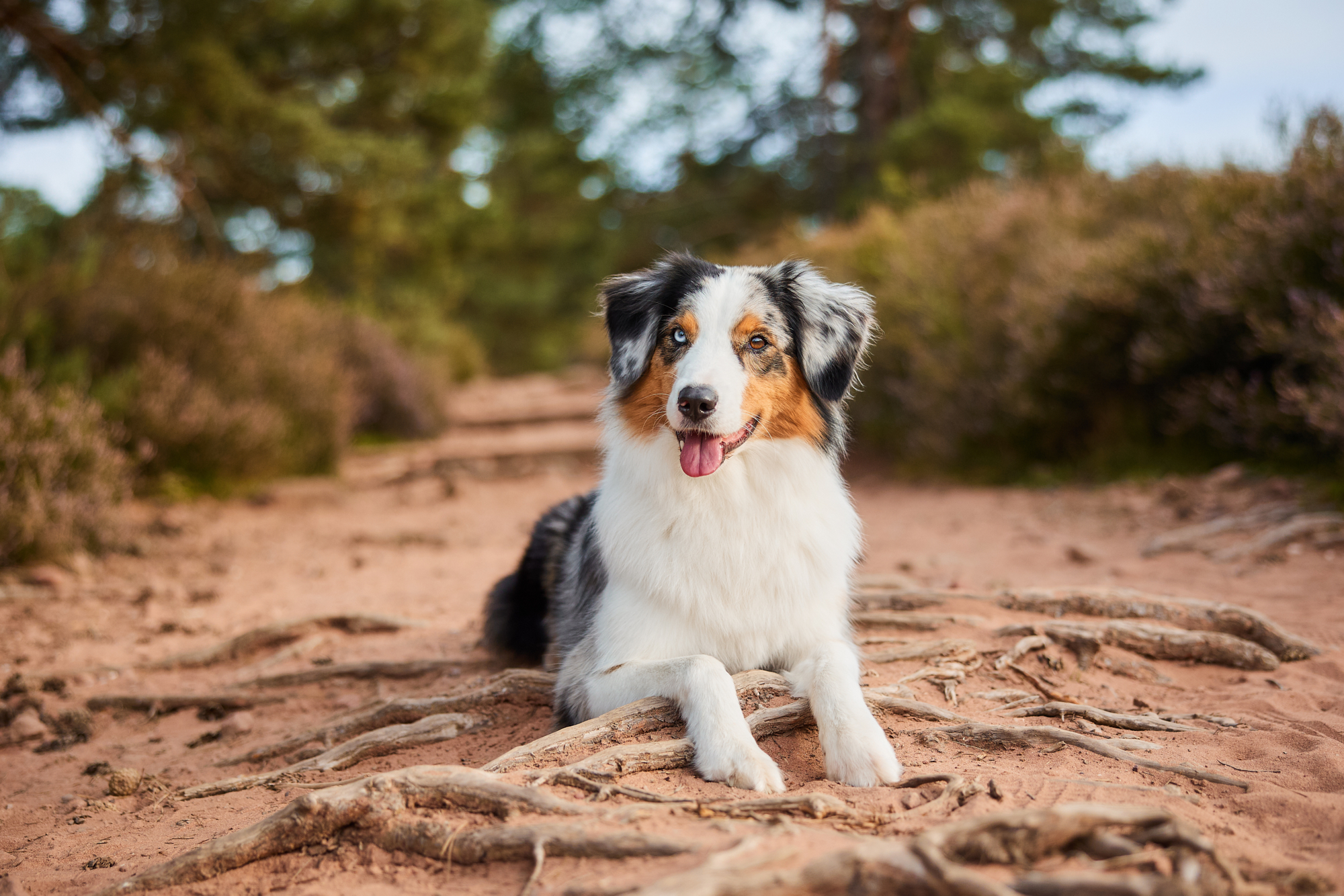 Ein Australian Shepherd in der blühenden Mehlinger Heide