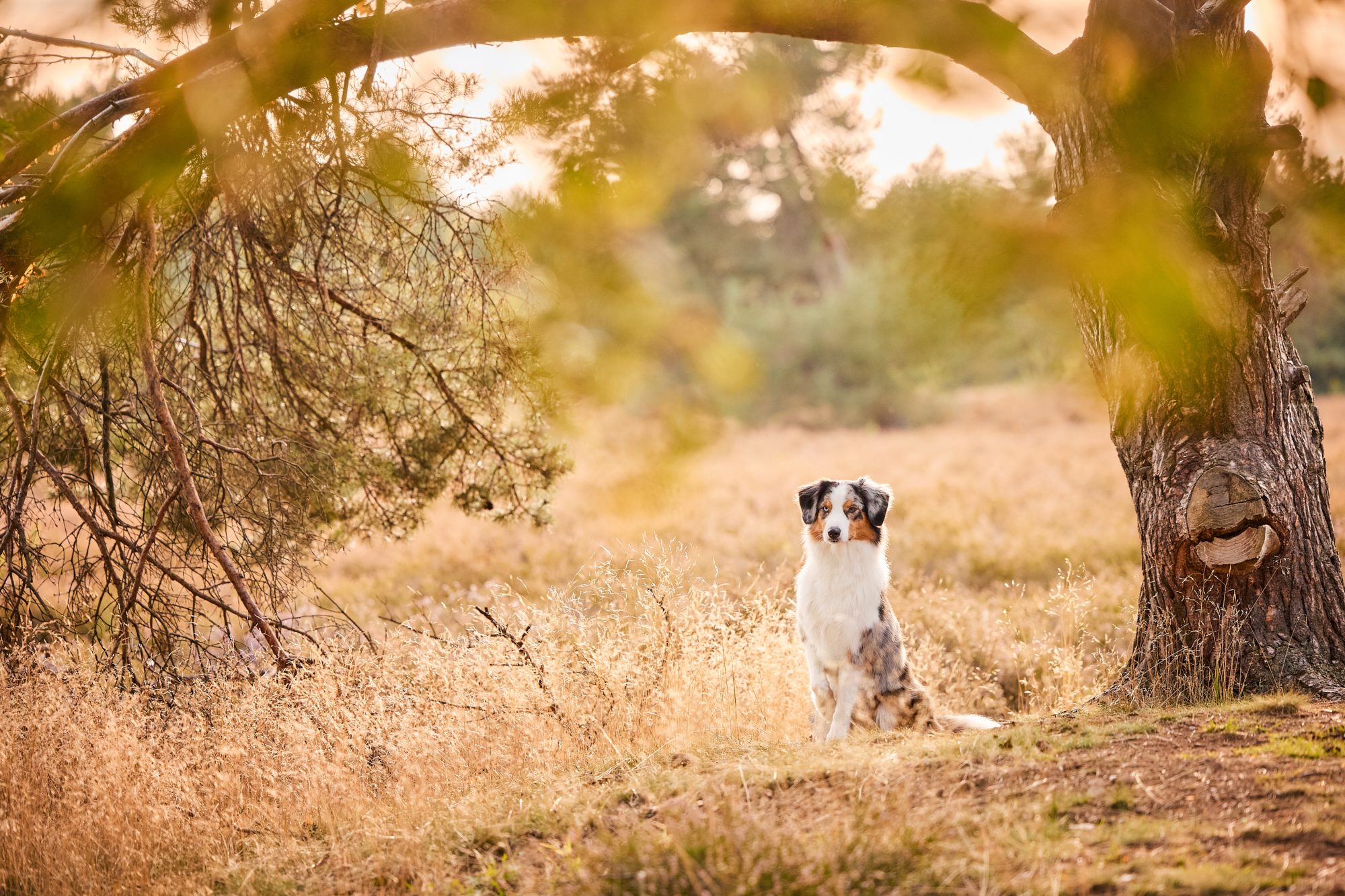 Ein Australian Shepherd in der blühenden Mehlinger Heide bei Sonnenuntergang im Gegenlicht