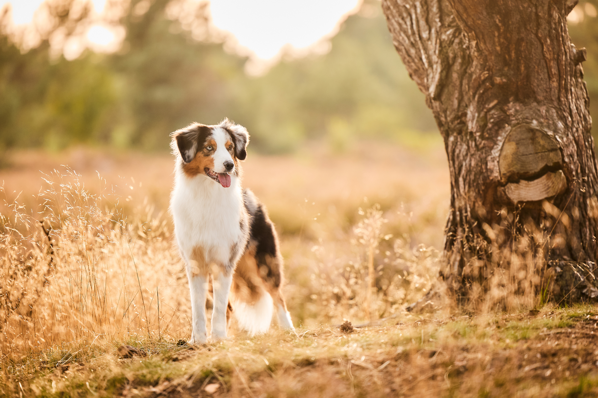 Ein Australian Shepherd in der blühenden Mehlinger Heide bei Sonnenuntergang im Gegenlicht