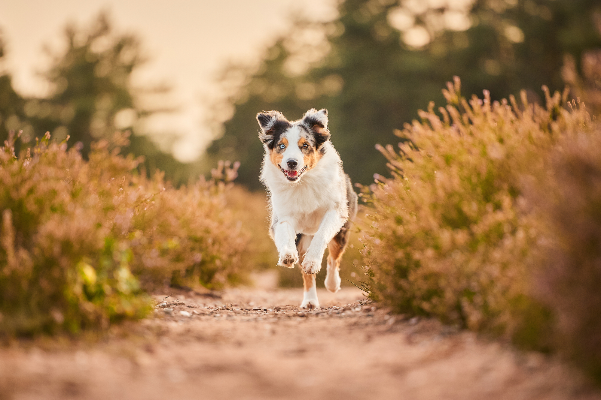 Ein Australian Shepherd in der blühenden Mehlinger Heide bei Sonnenuntergang im Gegenlicht