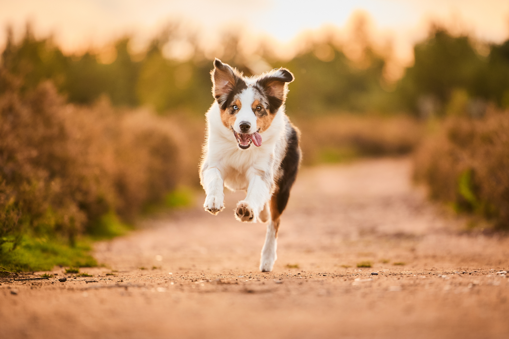Ein Australian Shepherd in der blühenden Mehlinger Heide bei Sonnenuntergang im Gegenlicht