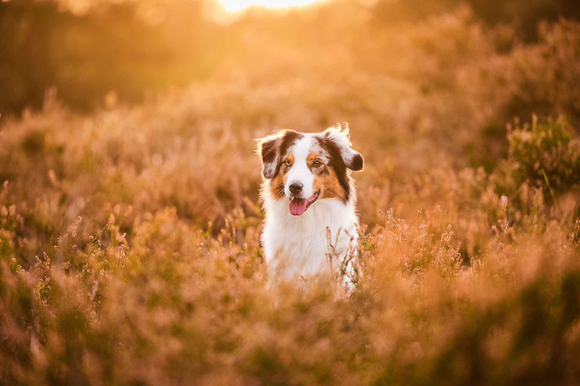 Ein Australian Shepherd in der blühenden Mehlinger Heide bei Sonnenuntergang im Gegenlicht