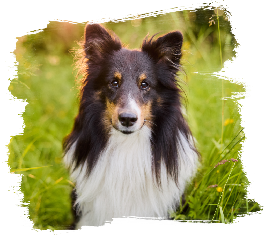 Ein Shetland Sheepdog in einer Wiese bei Sonnenuntergang im Gegenlicht