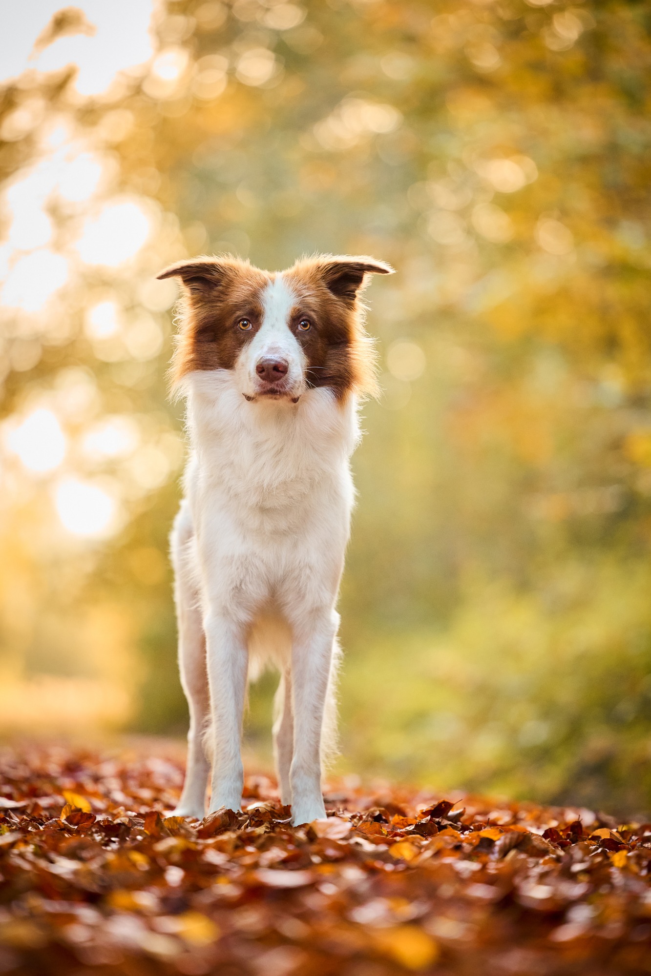 13-Raphaela-Schiller-Fotografie-Hundefotografie-Tierfotografie-Schwarzwald-Rheinfelden-Tierschutzhund-Rumänien