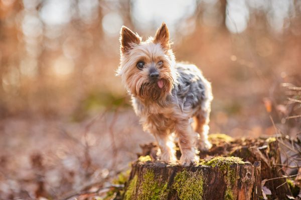 001-Raphaela-Schiller-Hundefotografie-Fotoshooting-Hund-Tierfotografie-Yorkshire-Terrier-Loerrach-Basel-Freiburg-Zuerich
