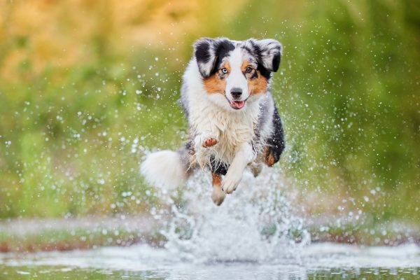 HundeFotoshooting