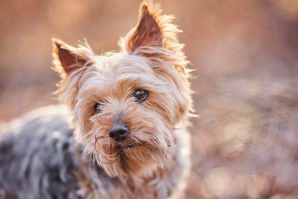 005-Raphaela-Schiller-Hundefotografie-Fotoshooting-Hund-Tierfotografie-Yorkshire-Terrier-Loerrach-Basel-Freiburg-Zuerich
