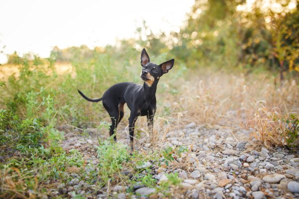 005-Raphaela-Schiller-Hundefotografie-Hunde-Fotoshooting-Zwergrehpinscher-Rheinfelden-Basel-Loerrach-Freiburg-Tierfotograf-Schweiz