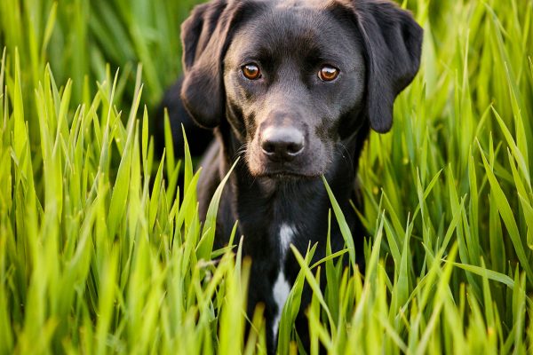 005-Raphaela-Schiller-Hundefotografie-Labrador-Hunde-Fotoshooting-Tierfotografie-Hund-Mensch-Rheinfelden-Loerrach-Basel-Freiburg-Zuerich-Offenburg