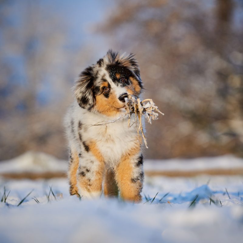 005-Raphaela-Schiller-Hundefotografie-Tierfotografie-Schwarzwald-Loerrach-Basel-Freiburg-Australian-Shepherd-Welpe