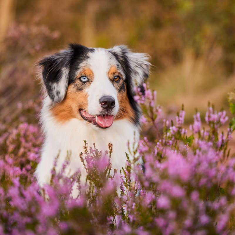 Ein Australian Shepherd in der blühenden Mehlinger Heide