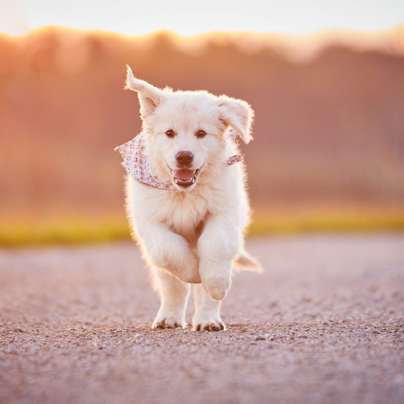 007-Raphaela-Schiller-Hundefotografie-Hunde-Fotoshooting-Golden-Restriever-Welpe-Rheinfelden-Basel-Loerrach-Tierfotograf-Schweiz
