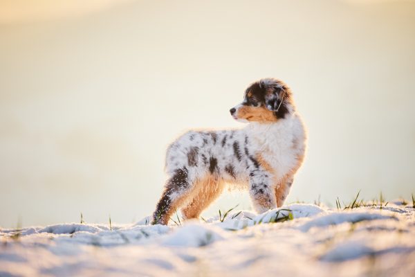 007-Raphaela-Schiller-Hundefotografie-Tierfotografie-Schwarzwald-Loerrach-Basel-Freiburg-Australian-Shepherd-Welpe