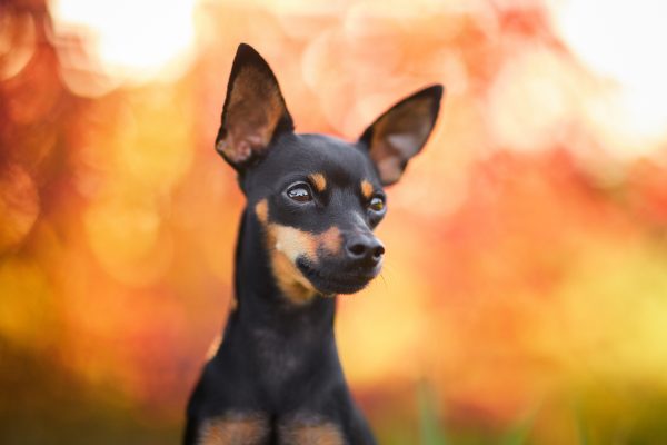 010-Raphaela-Schiller-Hundefotografie-Hunde-Fotoshooting-Zwergrehpinscher-Rheinfelden-Basel-Loerrach-Freiburg-Tierfotograf-Schweiz