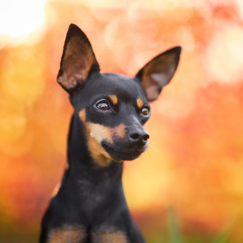 010-Raphaela-Schiller-Hundefotografie-Hunde-Fotoshooting-Zwergrehpinscher-Rheinfelden-Basel-Loerrach-Freiburg-Tierfotograf-Schweiz