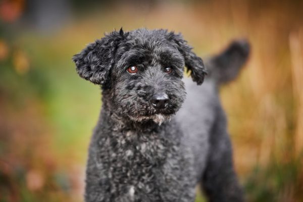 012-Raphaela-Schiller-Hundefotografie-Pudel-Hunde-Fotoshooting-Tierfotografie-Hund-Mensch-Rheinfelden-Loerrach-Basel-Freiburg-Zuerich-Offenburg-Tierschutzverein-Weil-am-Rhein