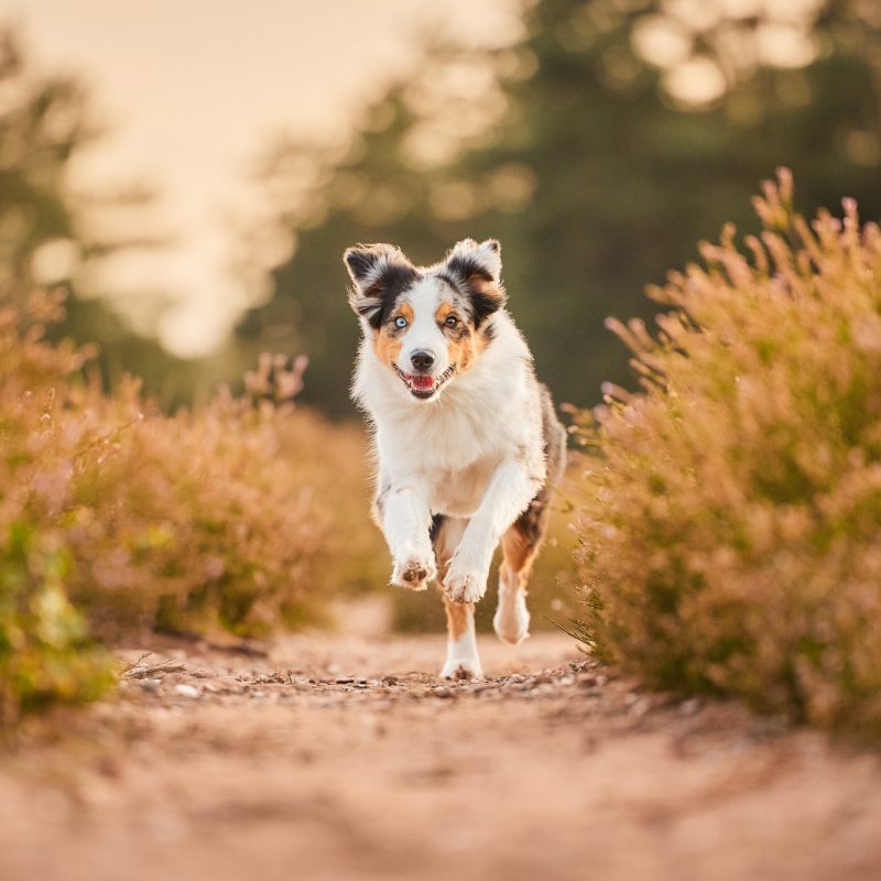Ein Australian Shepherd in der blühenden Mehlinger Heide bei Sonnenuntergang im Gegenlicht