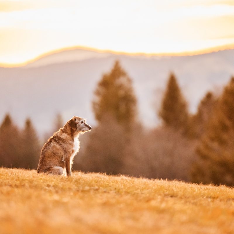 023-Raphaela-Schiller-Hundefotografie-Fotoshooting-mit-Hund-Schwarzwald-Loerrach-Basel-Zuerich-Freiburg