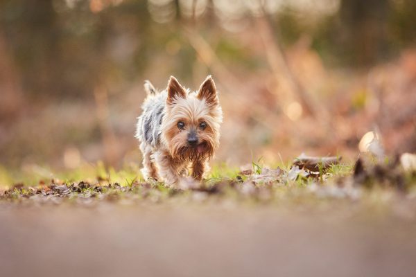 029-Raphaela-Schiller-Hundefotografie-Fotoshooting-Hund-Tierfotografie-Yorkshire-Terrier-Loerrach-Basel-Freiburg-Zuerich
