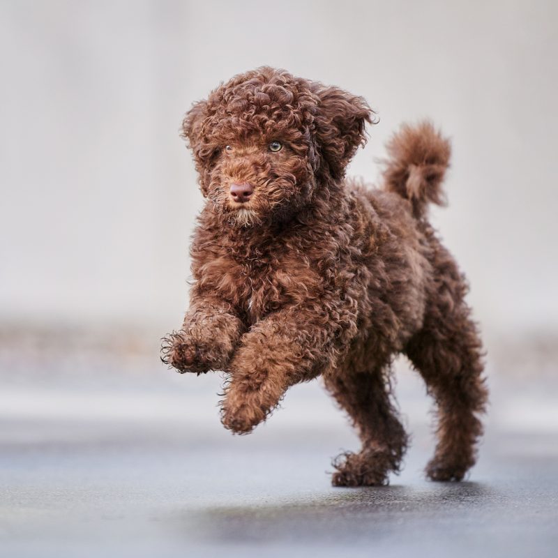 030-Raphaela-Schiller-Hundefotografie-Pudel-Welpe-Fotoshooting-Loerrach-Rheinfelden-Basel-Zuerich-Schweiz-Freiburg