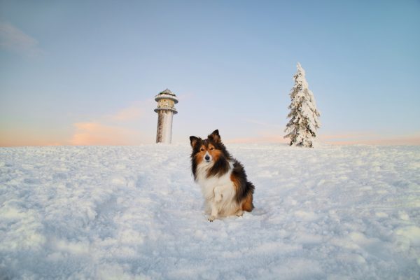 034-Raphaela-Schiller-Hundefotografie-Tierfotografie-Blog-Hundeblog-Schwarzwald-Herzogenhorn-Sonnenaufgang-Schnee-Winter