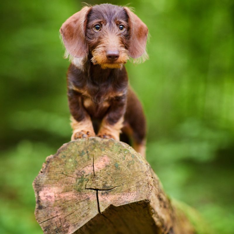 05-Raphaela-Schiller-Hundefotografie-Dackel-Zwergrauhaardackel-Welpe-Fotoshooting-Lörrach-Basel-Freiburg-Zürich