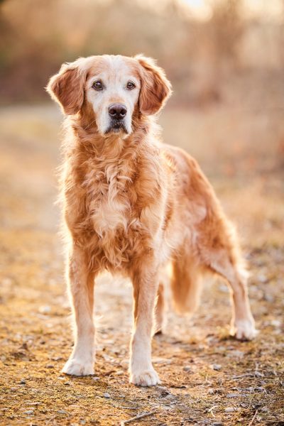 05-Raphaela-Schiller-Hundefotografie-Tierfotografie-Basel-Schweiz-Loerrach-Freiburg-Zuerich-Schwarzwald-Bern-Golden-Retriever-Hundesenior 05-Raphaela-Schiller-Hundefotografie-Tierfotografie-Basel-Schweiz-Loerrach-Freiburg-Zuerich-Schwarzwald-Bern-Golden-Retriever-Hundesenior